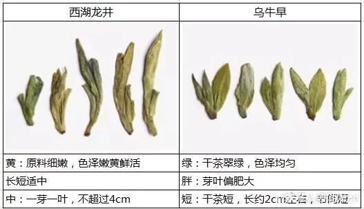 烏牛早和龍井的區(qū)別圖片，龍井43號和烏牛早茶的對比