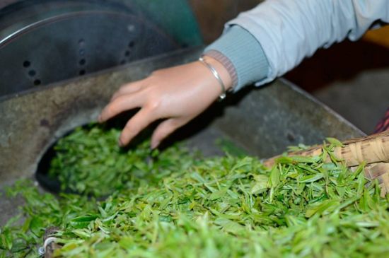 雀舌有一股青草味，雀舌為什么有青草味？