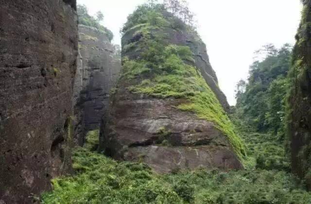 武夷山為什么盛產(chǎn)茶葉，武夷山茶為什么好喝？