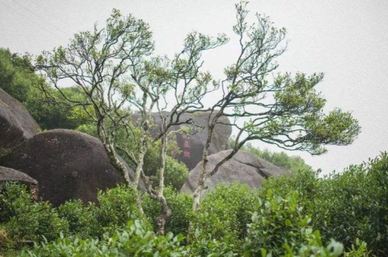 宋種一號價值為什么高，鳳凰單樅宋種1號價格與產(chǎn)量多少？