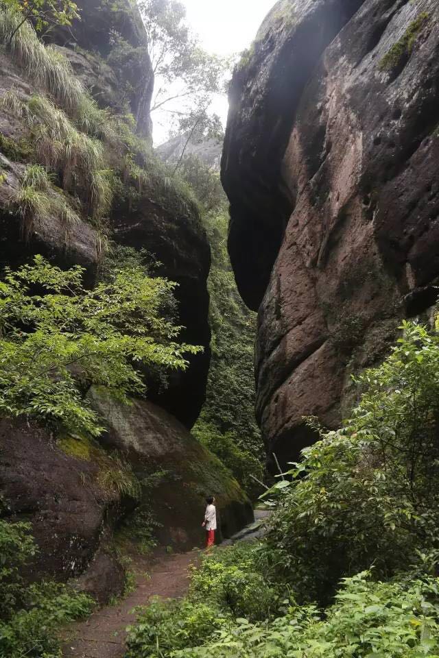 武夷山為什么盛產(chǎn)茶葉，武夷山茶為什么好喝？