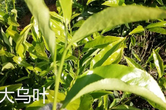 鴨屎香和大烏葉是同一種茶葉嗎，單叢大烏葉和鴨屎香有什么區(qū)別？
