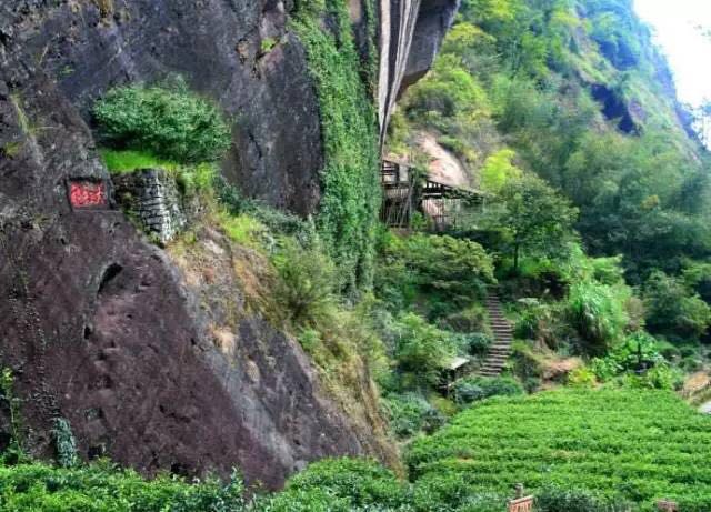 武夷山為什么盛產(chǎn)茶葉，武夷山茶為什么好喝？