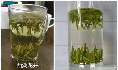 烏牛早和龍井的區(qū)別圖片，龍井43號和烏牛早茶的對比