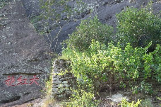 母樹大紅袍給誰喝了，為什么母樹大紅袍叫三棵六株？