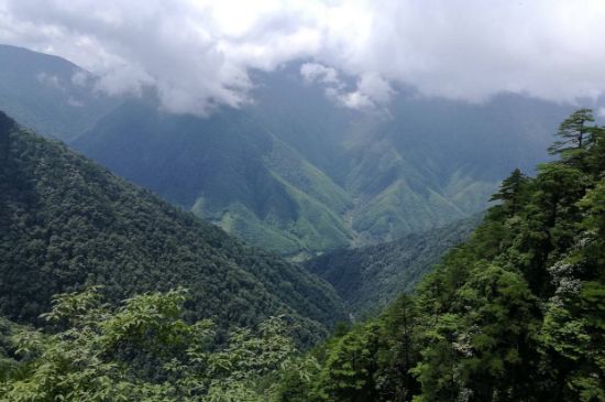 300塊錢的金駿眉能喝嗎，兩三百多金駿眉和一千多區(qū)別