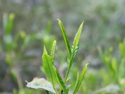 六安瓜片的功效與禁忌，六安瓜片適合什么人喝