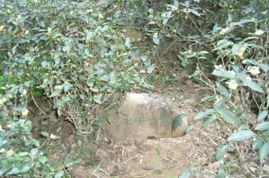 母樹大紅袍給誰喝了，為什么母樹大紅袍叫三棵六株？