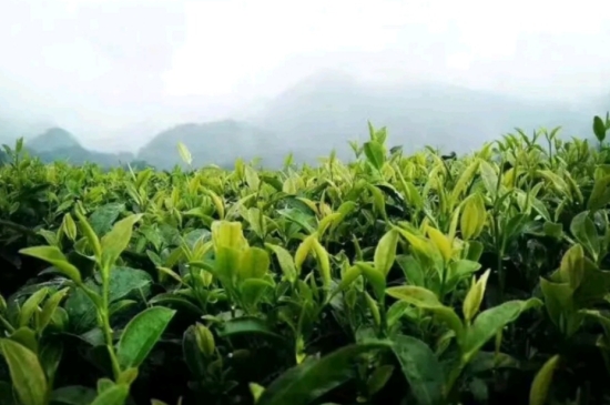 一天3杯紅茶抗癌，常飲紅茶對身體有好處！