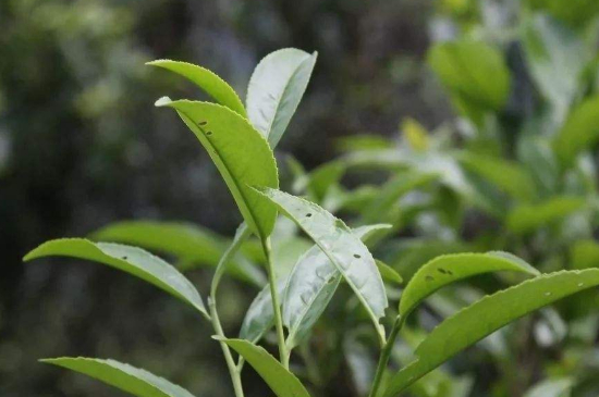 單叢茶十大香型以及常見(jiàn)品種大全，潮安鳳凰單樅十大名香歸類