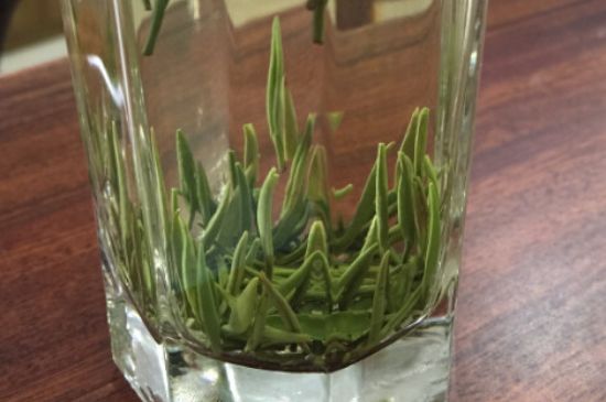 竹葉青和雀舌哪個(gè)貴，竹葉青茶貴嗎？