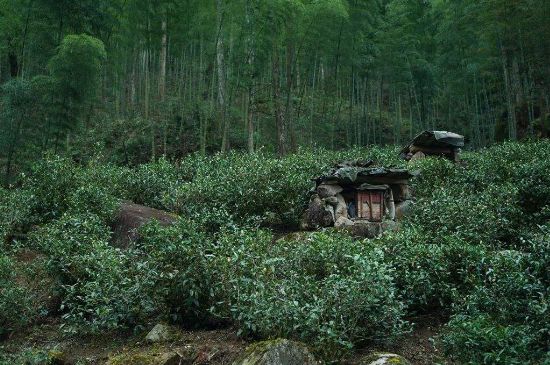 300塊錢的金駿眉能喝嗎，兩三百多金駿眉和一千多區(qū)別