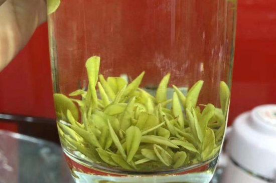 茶中奇葩黃金芽，安吉白茶中黃金芽的特點