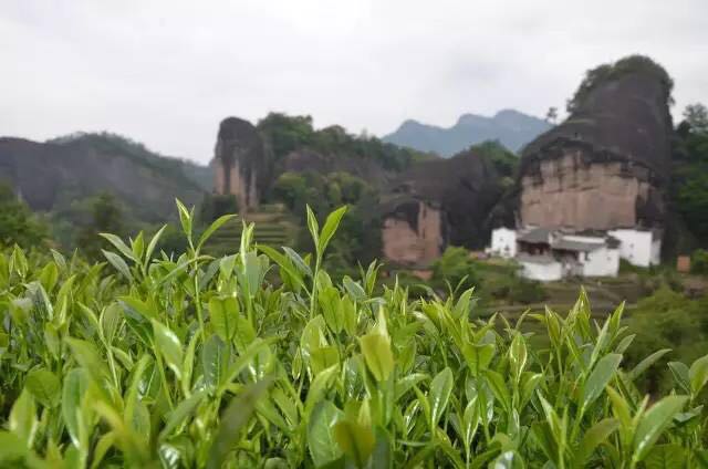 武夷山為什么盛產(chǎn)茶葉，武夷山茶為什么好喝？