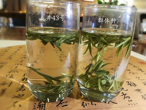 烏牛早和龍井的區(qū)別圖片，龍井43號和烏牛早茶的對比