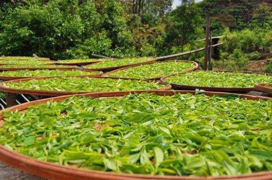 單叢茶十大香型以及常見(jiàn)品種大全，潮安鳳凰單樅十大名香歸類