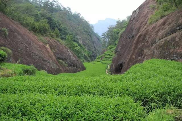 武夷山為什么盛產(chǎn)茶葉，武夷山茶為什么好喝？
