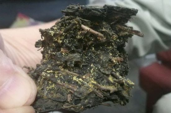 伏茶里的金花是黃曲霉素嗎，金花茯茶里的是什么菌