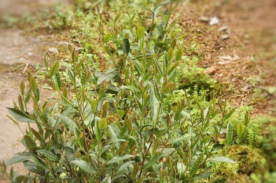 大紅袍四大品種有哪些，大紅袍的種類和著名品種特點介紹