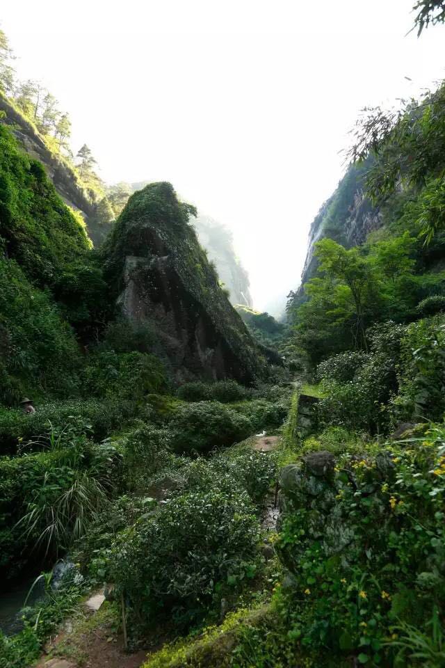 武夷山為什么盛產(chǎn)茶葉，武夷山茶為什么好喝？