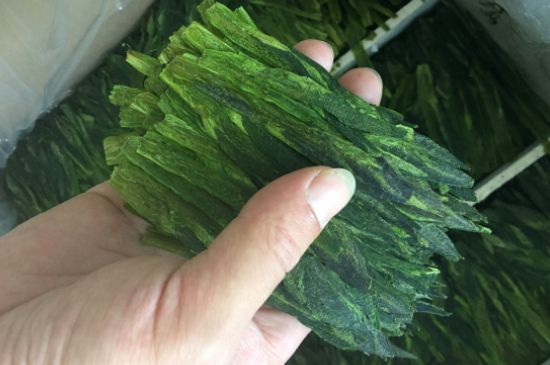 什么綠茶味道濃香，那個(gè)綠茶比較濃香？