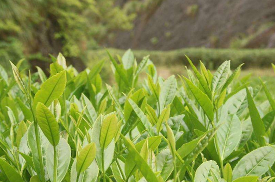 潮安鳳凰單叢十大名樅是什么，烏崠十大古樹(shù)名香品種介紹