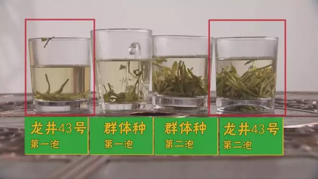 烏牛早和龍井的區(qū)別圖片，龍井43號和烏牛早茶的對比