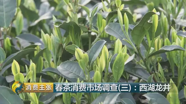 龍井群體種和43號(hào)的區(qū)別圖片，龍井43和群體種哪個(gè)好喝？