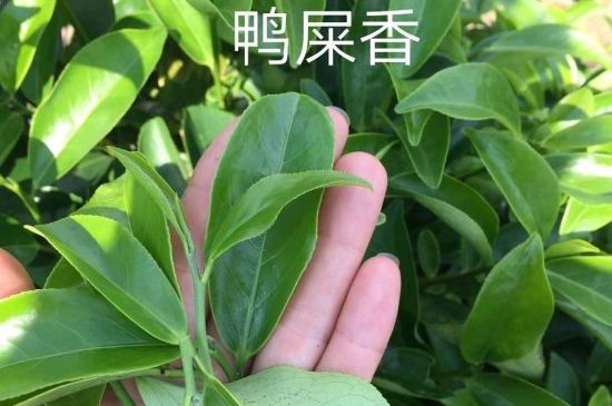 鴨屎香和大烏葉是同一種茶葉嗎，單叢大烏葉和鴨屎香有什么區(qū)別？