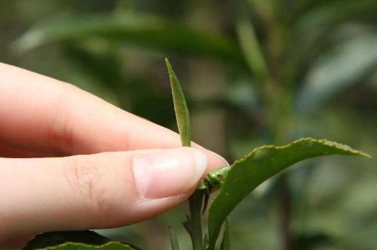 哪種金駿眉好，什么樣的金駿眉比較好