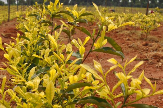 茶中奇葩黃金芽，安吉白茶中黃金芽的特點