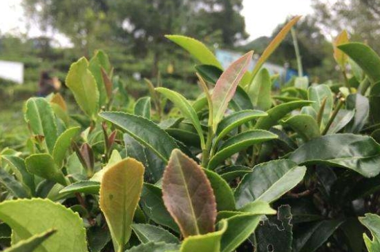 43號龍井屬于好茶嗎，龍井茶43號是什么意思？