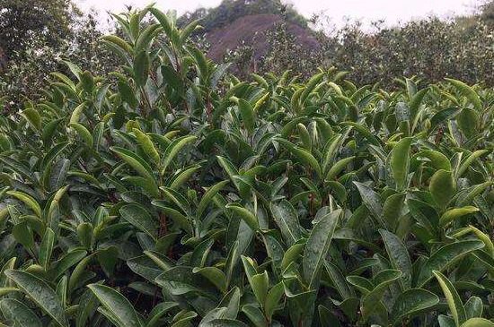 馬頭巖肉桂是大紅袍嗎，大紅袍肉桂屬于什么茶？