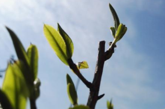 潮安鳳凰單叢十大名樅是什么，烏崠十大古樹(shù)名香品種介紹