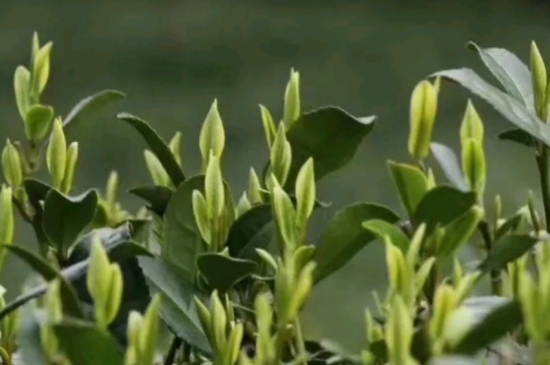 什么是雪前龍井茶，明前、雨前、雨后龍井有什么區(qū)別？