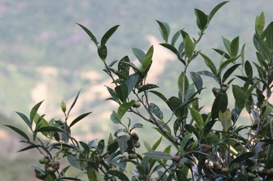 單叢茶十大香型以及常見(jiàn)品種大全，潮安鳳凰單樅十大名香歸類