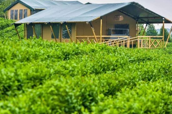 金壇雀舌算不算好茶，金壇雀舌屬于什么檔次茶葉？