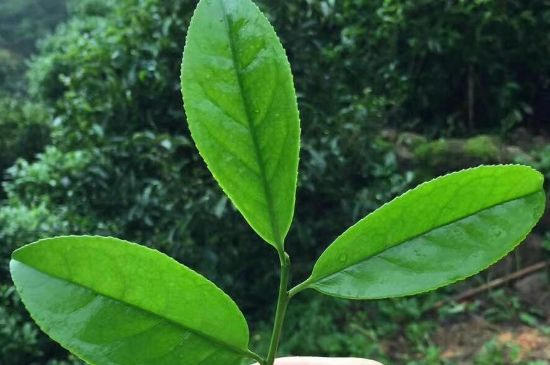 鋸朵仔跟鴨屎香哪個貴，鋸朵子和鴨屎香哪個好喝？