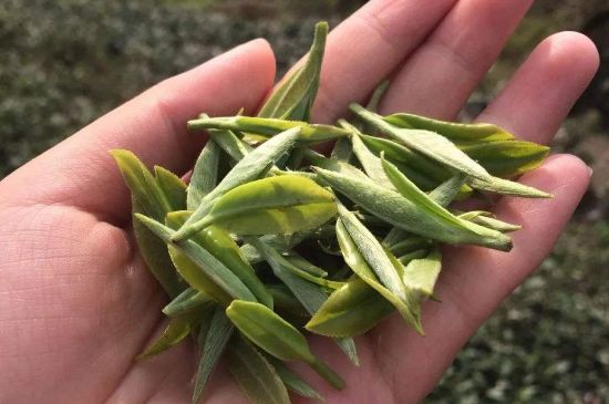 福建什么茶葉最出名，福建名茶有哪些？