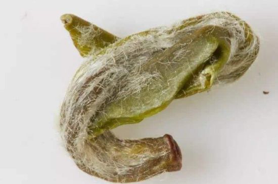 羊巖勾青是綠茶嗎，羊巖勾青茶屬于什么茶？