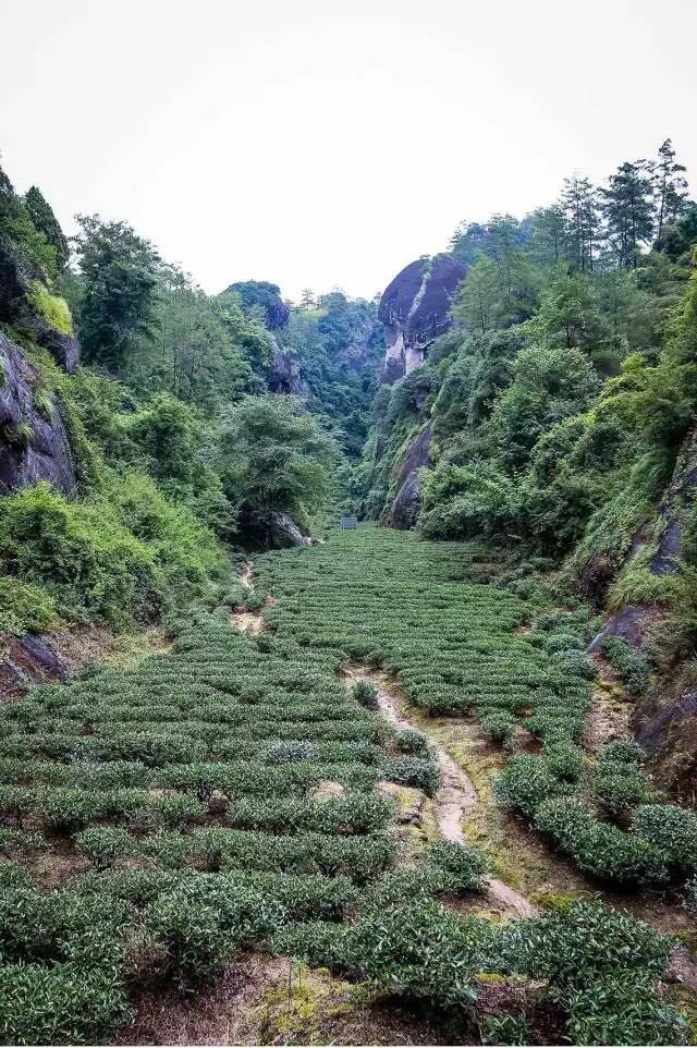 武夷山為什么盛產(chǎn)茶葉，武夷山茶為什么好喝？