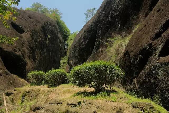 武夷山為什么盛產(chǎn)茶葉，武夷山茶為什么好喝？