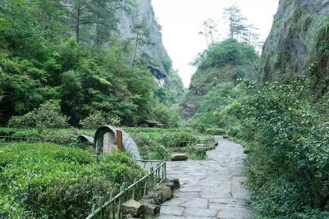 武夷山為什么盛產(chǎn)茶葉，武夷山茶為什么好喝？