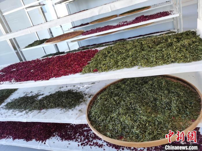 圖為王玲玲收購的各種山茶?！⊥貘Q遠(yuǎn) 攝