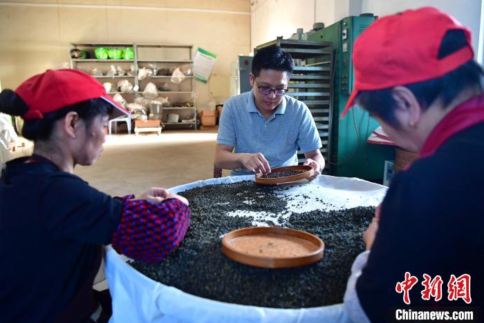 圖為張元豪在生產(chǎn)車間內(nèi)與工人一起查看茶葉品質(zhì)?！埍?攝