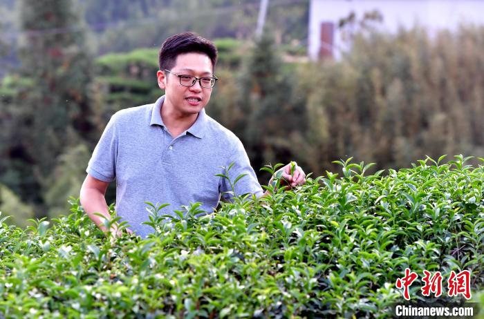 “臺二代”張元豪福建深山種茶十年：“來了，就對了”